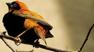 orange and black bird, birds, animals