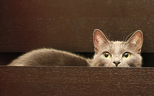 gray cat on table top HD wallpaper