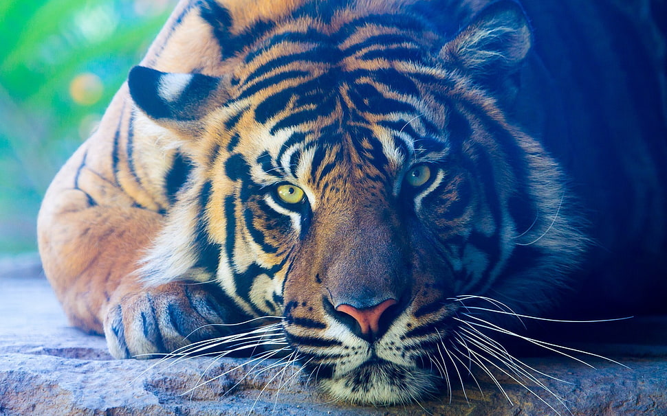 macro photography of adult tiger HD wallpaper