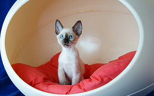 Persian kitten on red cushion