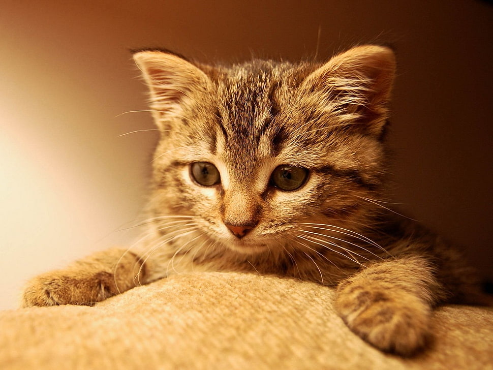 gray tabby kitten HD wallpaper