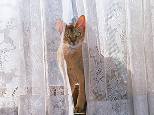 brown cat on lace window curtain
