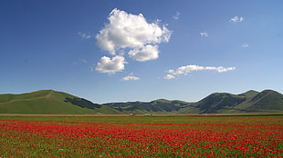 red flower field, poppies, field, mountains, flowers HD wallpaper
