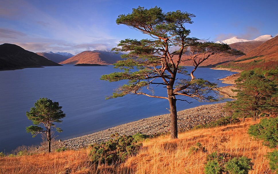 green tree photo during day time HD wallpaper