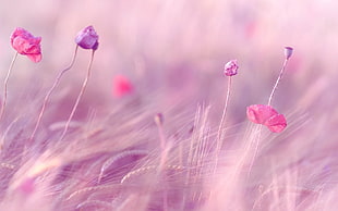 pink and purple petaled flower HD wallpaper