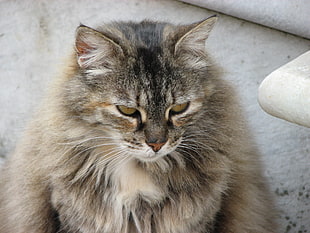 brown and black fur cat portrait photo