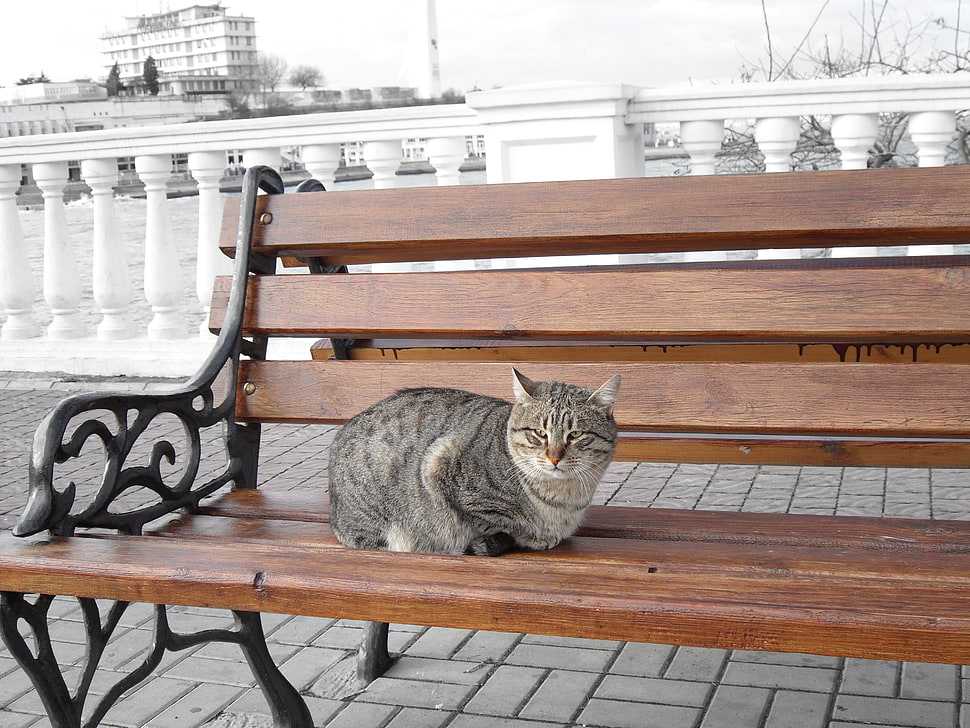 gray, black and white tabby cat on brown wooden bench HD wallpaper