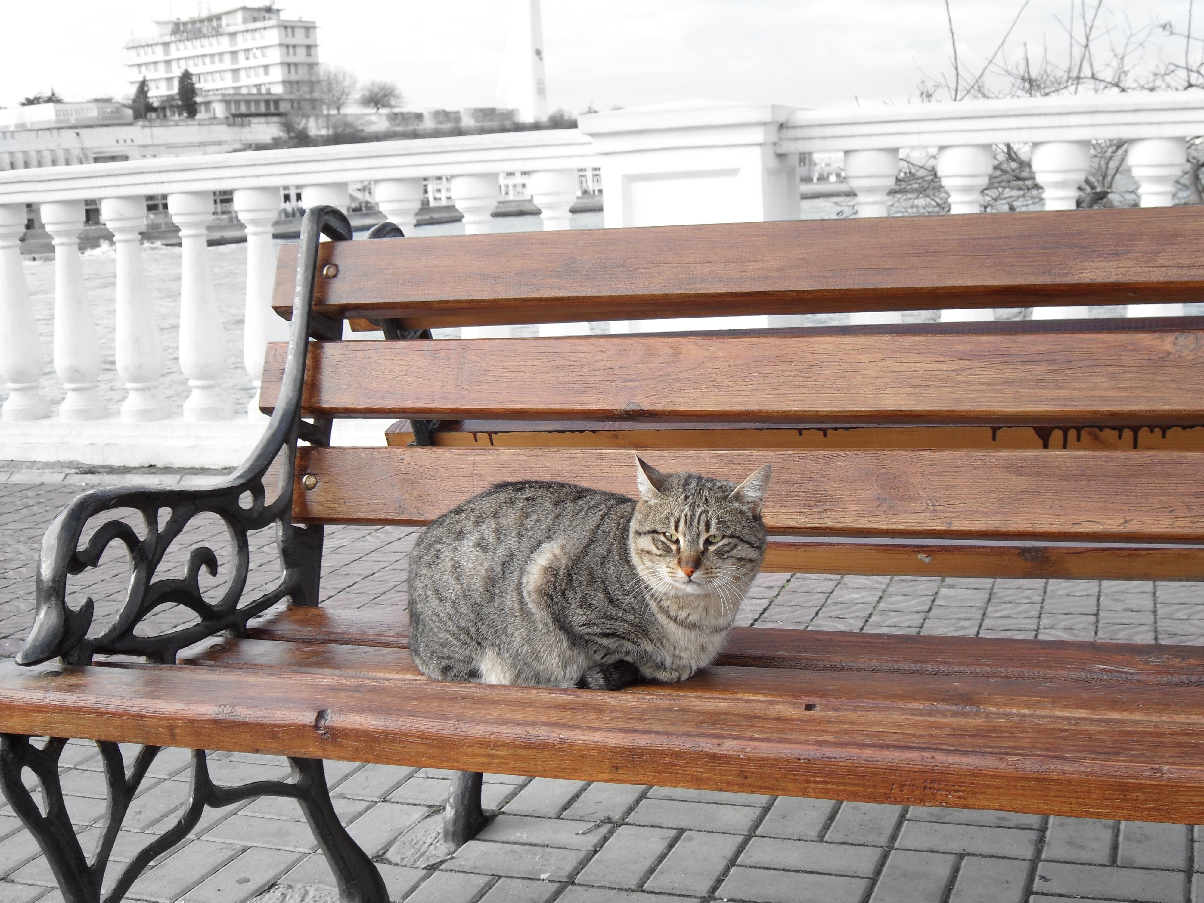 gray, black and white tabby cat on brown wooden bench