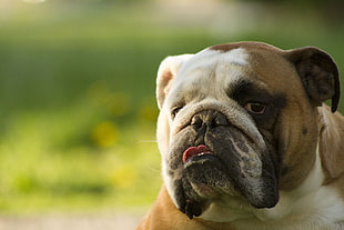 adult tan and white English bulldog close-up photography