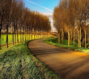 pathway and bare tree painting, nature, landscape, road, trees