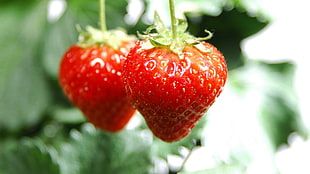 macro photography of two strawberries