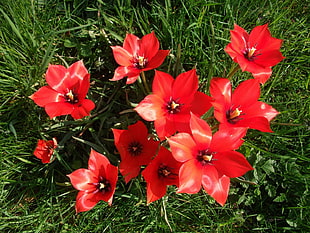 red petaled flowers at daytime
