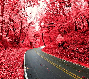 black and white electronic device, nature, pink, road HD wallpaper