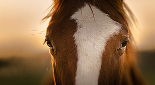 white and brown horse, animals, horse, closeup