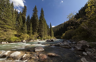 river surrounded by pine tress
