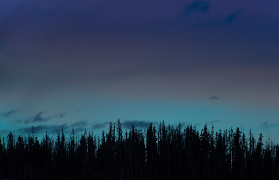 pine tree during dawn HD wallpaper