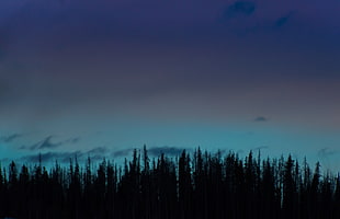 pine tree during dawn