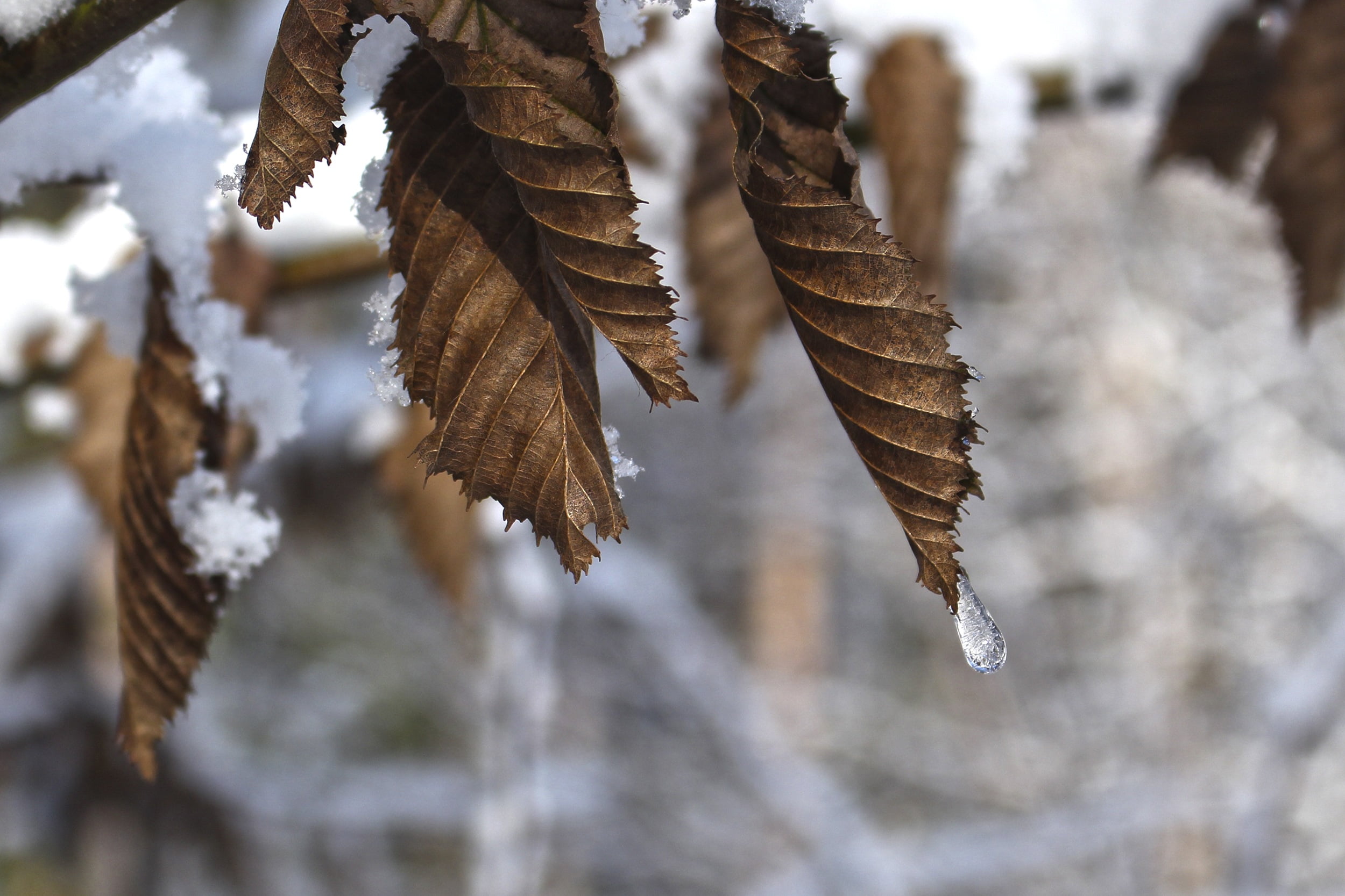 selective focus photography of dried leaves with snow flakes