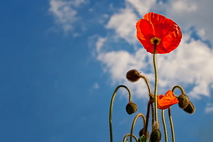 red Poppies and buds low-angle photography under a blue cloudy sky