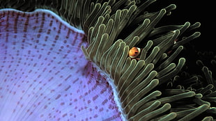 orange clown fish, sea anemones, fish, clownfish, underwater