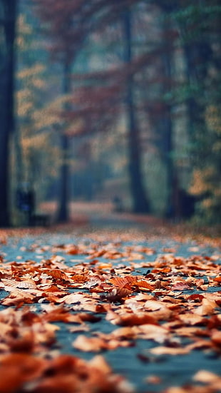 depth of field photography of autumn leaves on concrete pavement HD wallpaper