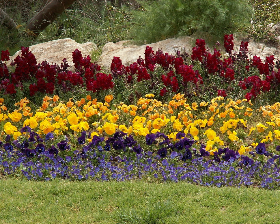 red, yellow, and purple petaled flower field at daytime HD wallpaper