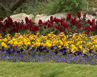 red, yellow, and purple petaled flower field at daytime