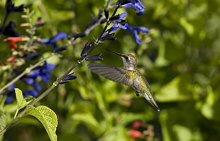 black and green long-beak bird flying over blue petaled flower