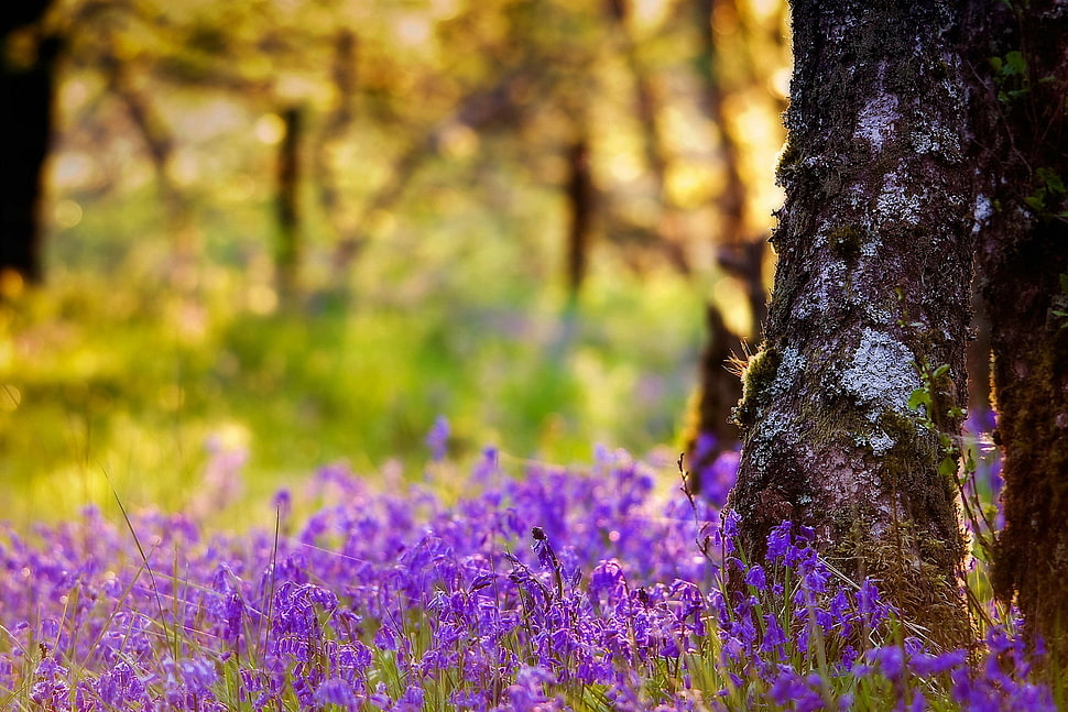 purple petaled flowers HD wallpaper