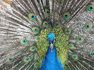 macro photography of blue and green peacock