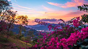 pink petaled flowers on hill during golden hour