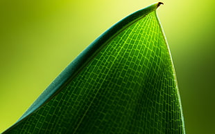 focus photo of green leaf