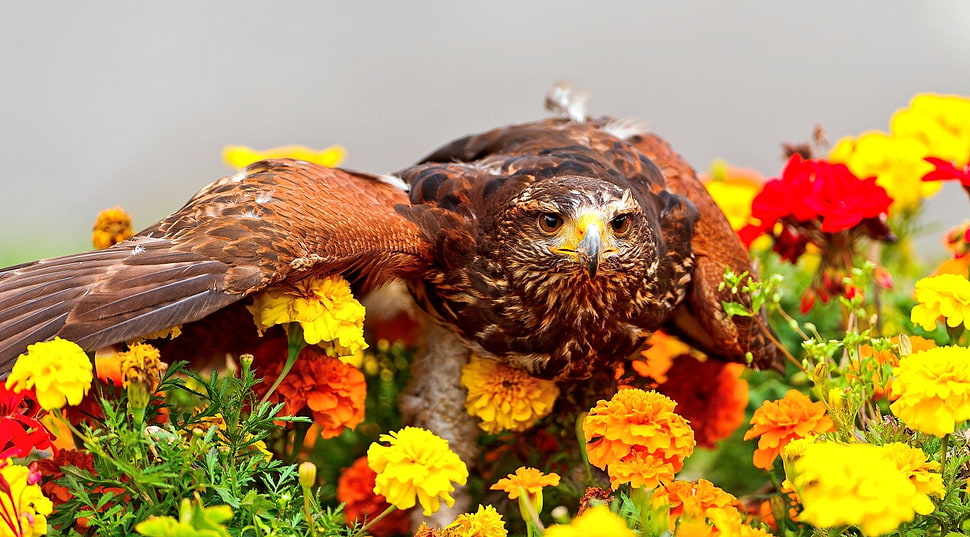 brown eagle on flower field HD wallpaper