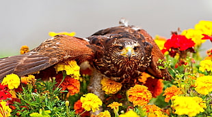 brown eagle on flower field