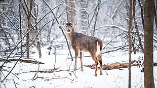 brown deer into w, deer, forest, snow HD wallpaper