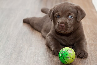 chocolate Labrador Retriever puppy playing green ball