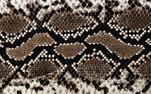 snakeskin pattern