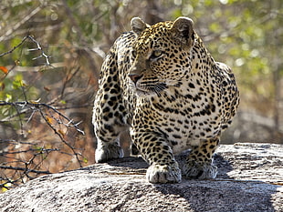 animal photography of Cheetah