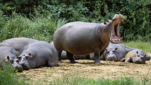 group of Hippopotamus in the forest
