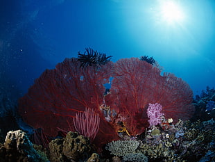 coral reef, sea, underwater, coral, sea anemones HD wallpaper