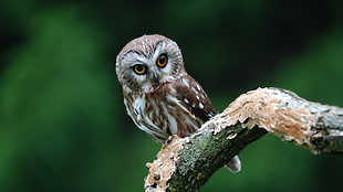brown owl on tree stem