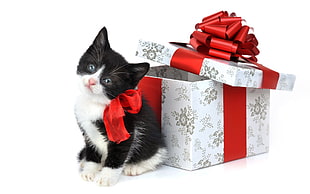 Tuxedo kitten with red and gray gift box
