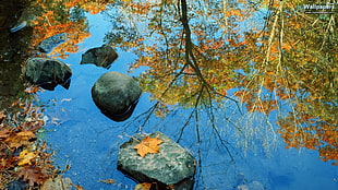 dried leaf and rocks on body of water reflecting withered tree