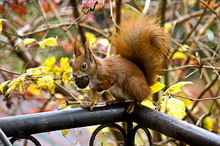 Squirrel Eating Acorn HD wallpaper