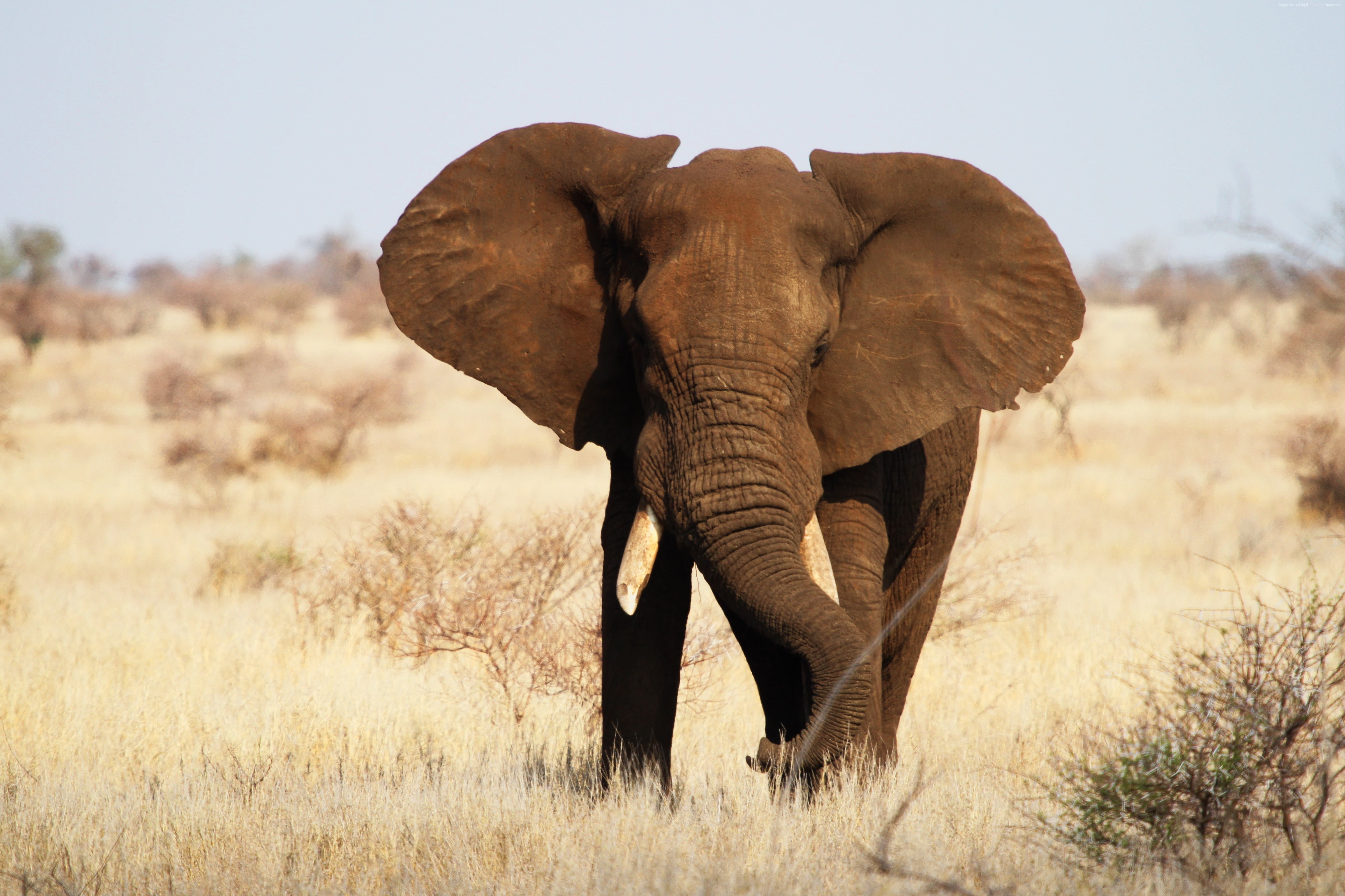 Звук слоника. Саванный Африканский слон Африки. Африканский саванский слон. Парк Крюгера саванный слон. Африканский слон слон.
