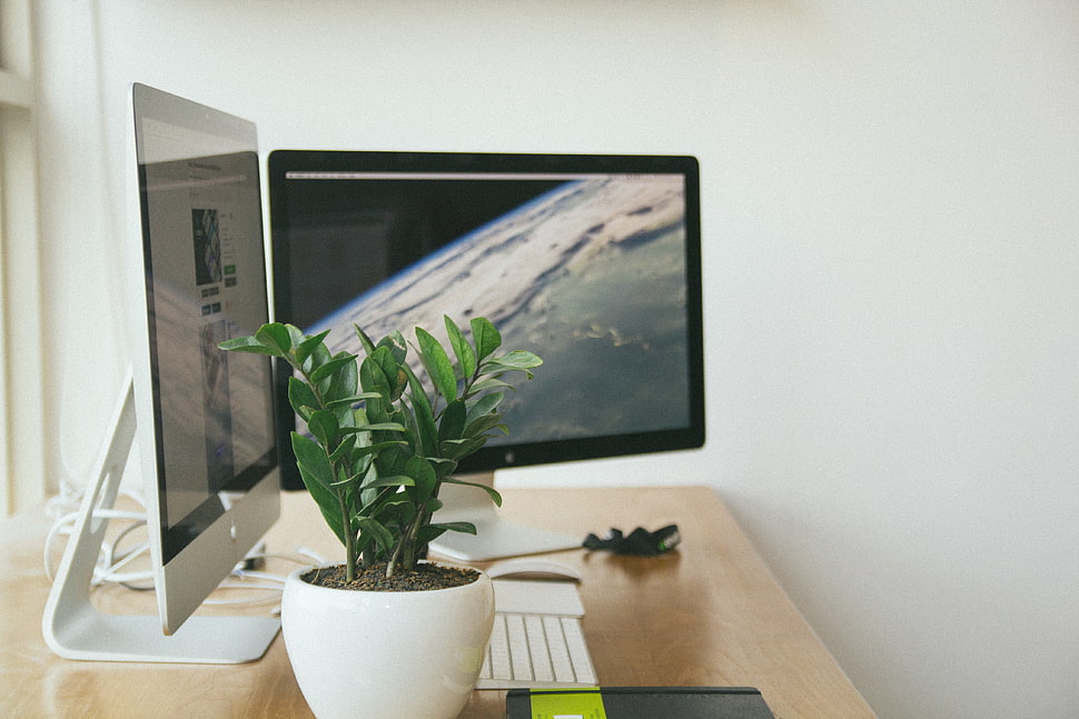 two flat screen computer monitors turned on beside green leaf plant inside white painted room HD wallpaper