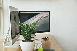 two flat screen computer monitors turned on beside green leaf plant inside white painted room
