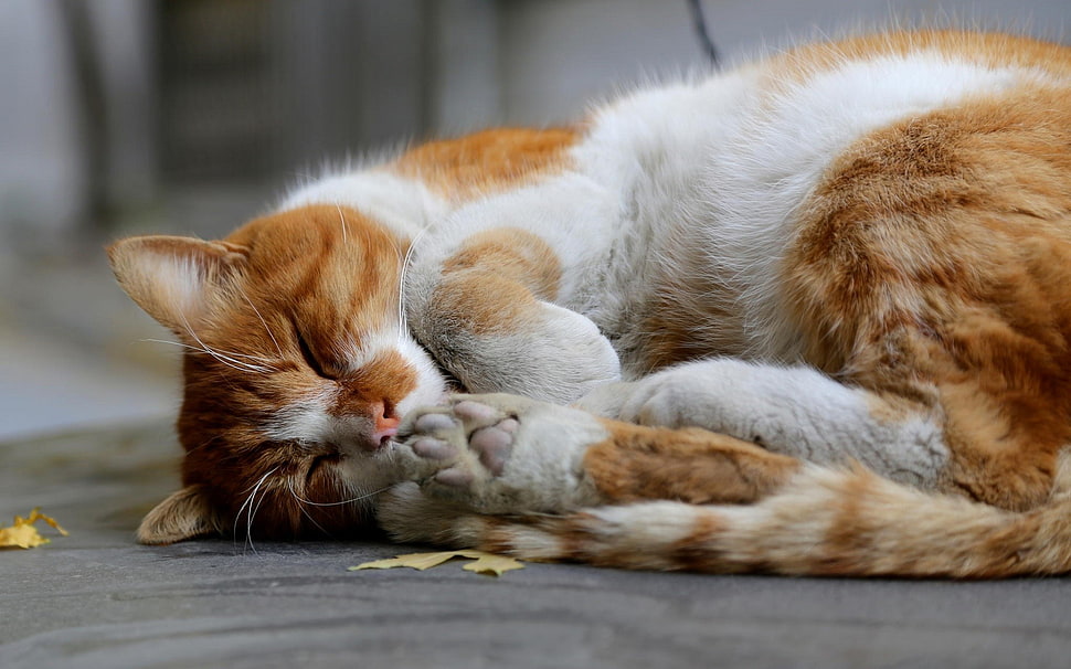 brown and white tabby cat, animals, cat, sleeping HD wallpaper