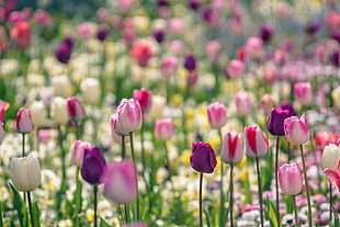 bed of purple-white-and-pink petaled flowers, tulips HD wallpaper