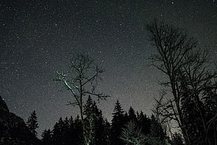 Stars,  Night,  Sky,  Trees
